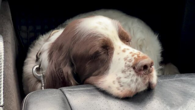 The dog of the English Springer Spaniel breed laid his head on the seat in the car, a sad look. A trip to the veterinary clinic
