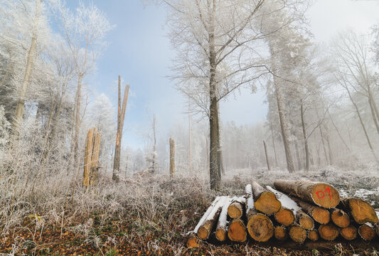 Stack of logs in a forest in winter, Remetschwil, Aargau, Switzerland