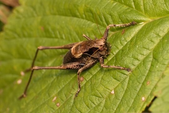brown grasshopper Dark Bush-cricket on a leaf 