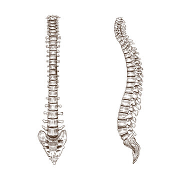 Spine sketch isolated on a white backgrounds