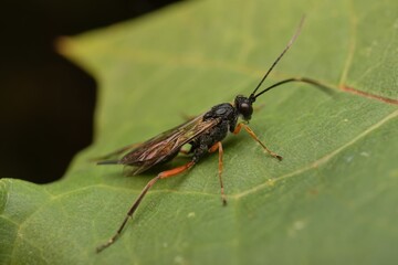 insect Microplitis on a leaf