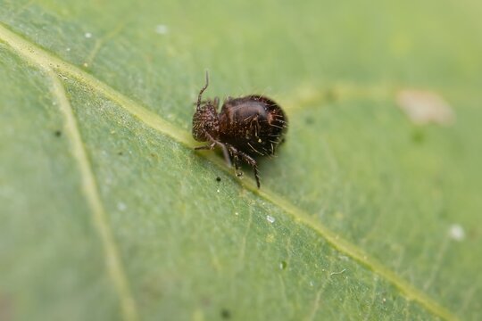 small brown beetle Allacma fusca on a leaf