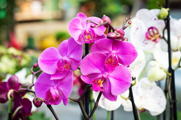 Fototapeta na wymiar Beautiful purple orchid phalaenopsis flower background