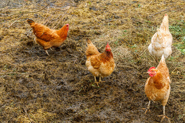 Free range chicken on organic animal farm freely grazing in yard on ranch background. Hen chickens graze on natural eco farm. Modern animal livestock and ecological farming. Animal rights concept