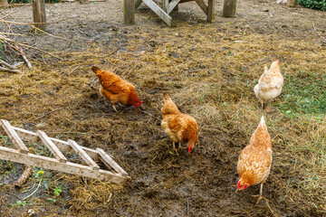 Free range chicken on organic animal farm freely grazing in yard on ranch background. Hen chickens graze on natural eco farm. Modern animal livestock and ecological farming. Animal rights concept