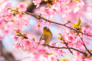 Japanese White-eye and Cerasus lannesiana Carriere at Shibuya, Tokyo, Japan