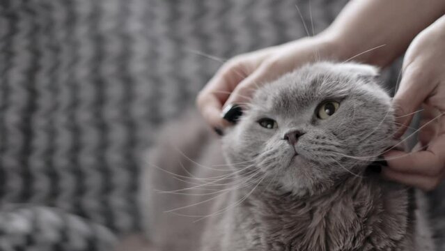 the concept of pets, cute cat indoors, British gray fold cat, cat sleeping and getting massage on face by her owner, woman stroking her domestic animal,cat enjoys relaxing