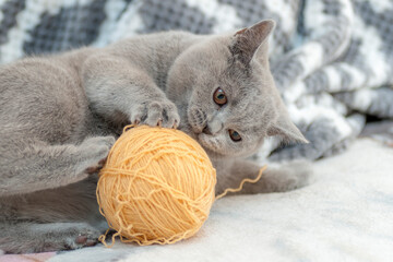 kot brytyjski niebieski © yanek