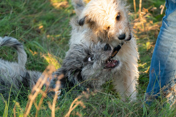 aussiedoodle - aussiepoo