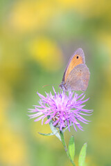 Meadow Brown butterfly - Maniola jurtina resting on Centaurea jacea