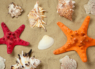 Summer background. Seashells and starfish close-up on the sand.
