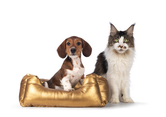 Adorable piebald Dachshund aka Teckel pup, sitting in a golden basket., beside a Maine Coon cat. Both looking towards camera . Isolated on a white background.