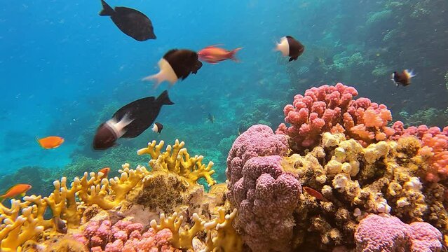 Ecosystem life in tropical underwater landscape view of the coral reef