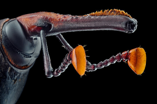 Extreme close-up of a sago beetle, Indonesia