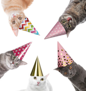 Cute cats with party hats on white background, collage