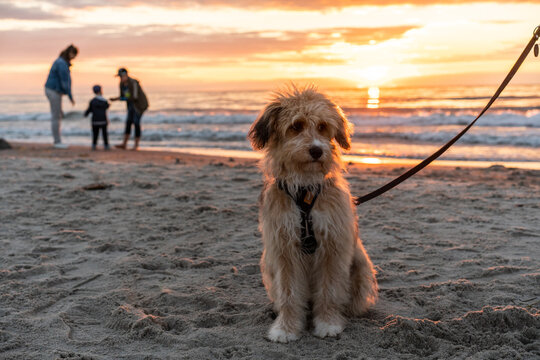 aussiedoodle - aussiepoo