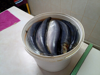 Salted herring in a bucket. Fish herring in bucket.