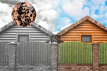 A new house with insect repellent treatment and an old building damaged by bark beetles. The...