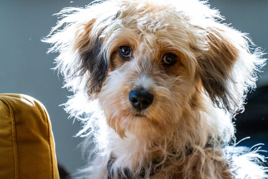 aussiedoodle - aussiepoo