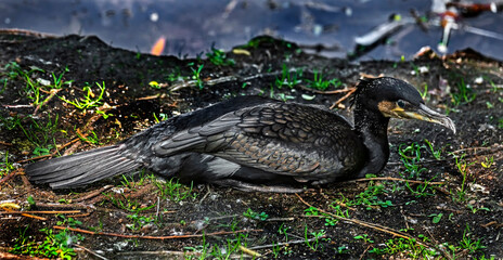Black cormorant on the ground near the pond. Latin name – Phalacrocorax carbo sinensis