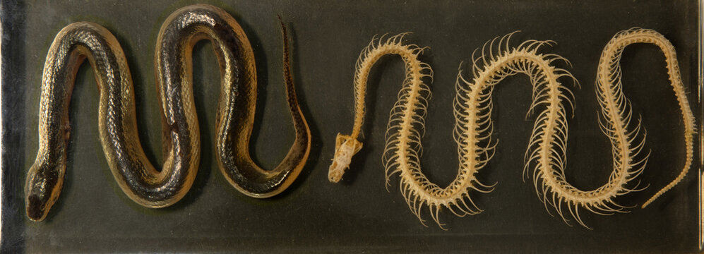 Snake skin and rat skull exchange, ecdysis, snakes, reptiles. High quality photo