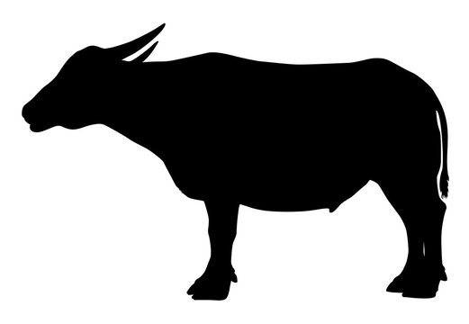 silhouette of a  buffalo