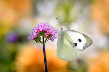 Large White Butterfly - Pieris brassicae - on field scabious - Knautia arvensis