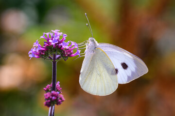 Large White Butterfly - Pieris brassicae - on field scabious - Knautia arvensis