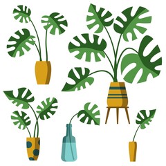 Fototapeta na wymiar Monstera Delicatessen flowers in a vase. Collection of vector illustrations. A set of isolated objects on a white background