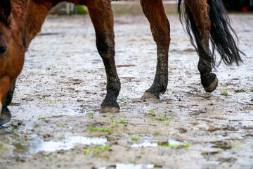 Horse hooves covered in mud walking