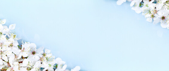 Spring banner, branches of blossoming fruit tree branch on blue background. Many flowers, copy space border banner.