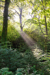 A shaft of sunlight shining through trees at Saddell on the Kintyre Peninsula, Argyll & Bute, Scotland UK