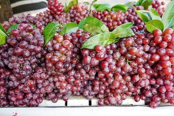Sweet red grapes are sold in roadside fruit shops in Indonesia. This fruit is imported from abroad. This fruit has small seeds in it which when chewed are very bitter in taste.