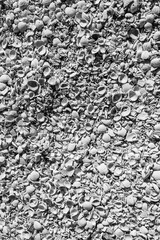 Texture of little shells in black and white