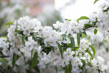 spring beauty cherry blossom