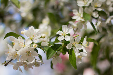 spring beauty cherry blossom