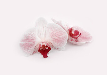 Fototapeta na wymiar Pink phalaenopsis orchid flower on beige background with light shadow.