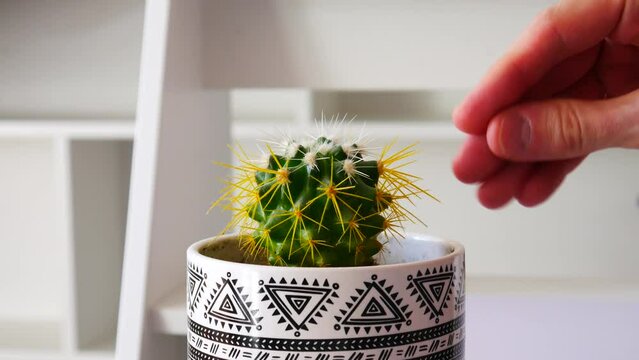 Close-up of a hand touching a beautiful cactus in a pot but the plant pricks it and the person removes the hand away
