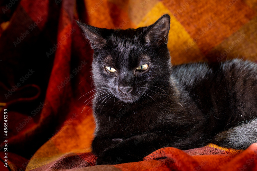 Wall mural five month old black kitten