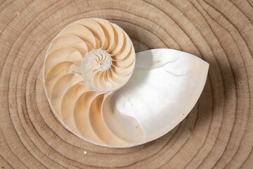 nautilus shell symmetry Fibonacci half cross section spiral golden ratio structure growth close up...