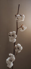 dried cotton branch with five fluffy balls. Isolated on brown background.