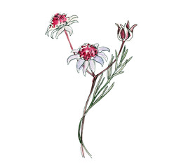 Australia flower sketch. flannel.Isolated on a white background.