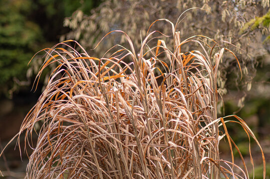 kępa wysokiej ozdobnej suchej trawy w ogrodzie wczesną wiosną © Henryk Niestrój