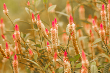 Ripening Seeds Fountain Grass