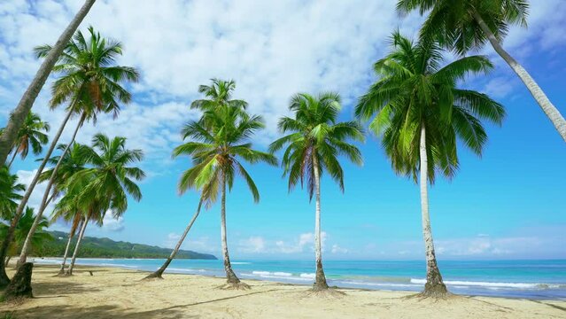 Secluded tropical beach with coconut trees. White sand beach on a beautiful peninsula. Long palm leaves sway in the wind against a blue cloudy sky. Sunny morning on a beautiful palm beach.