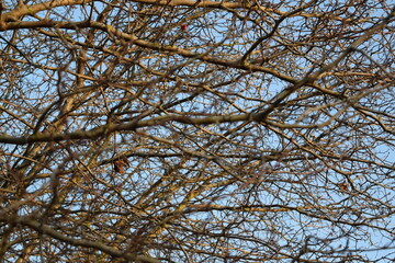 branches against sky