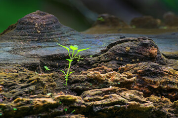 New plant growth on old tree trunk, beautiful nature stock image. Moody dark background.