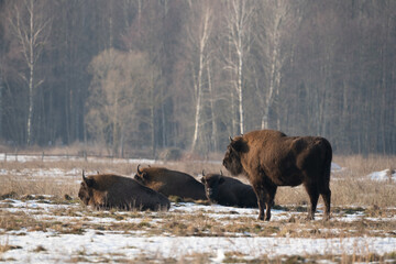 The European bison (Bison bonasus)