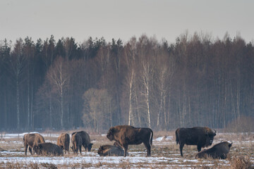 The European bison (Bison bonasus)