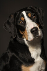 Großer schweizer sennenhund studio portrait 